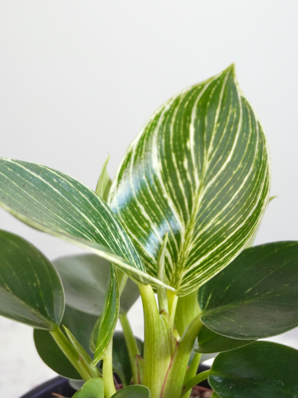 Phil the Philodendron 'Birkin', Small