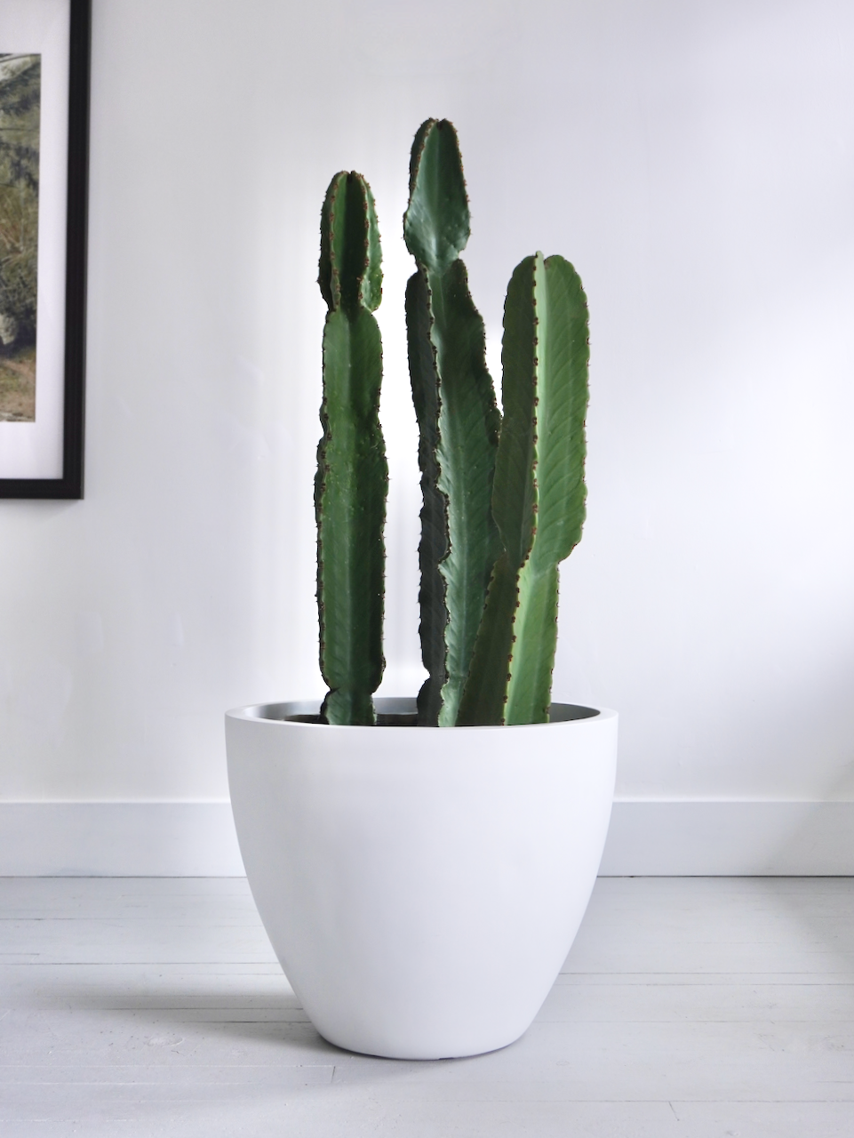 Sundance the Cowboy Cactus, XXL