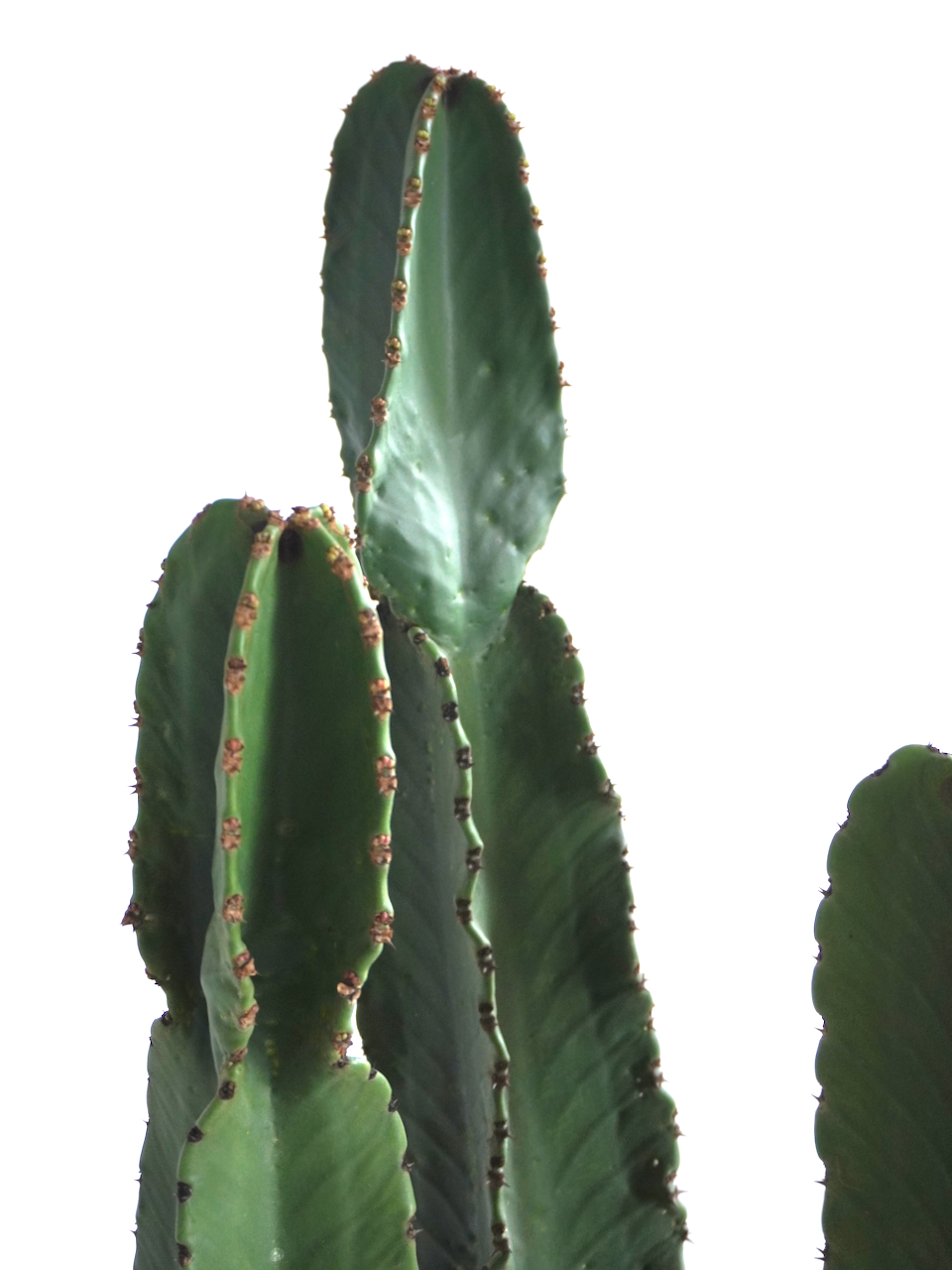Sundance the Cowboy Cactus, XXL