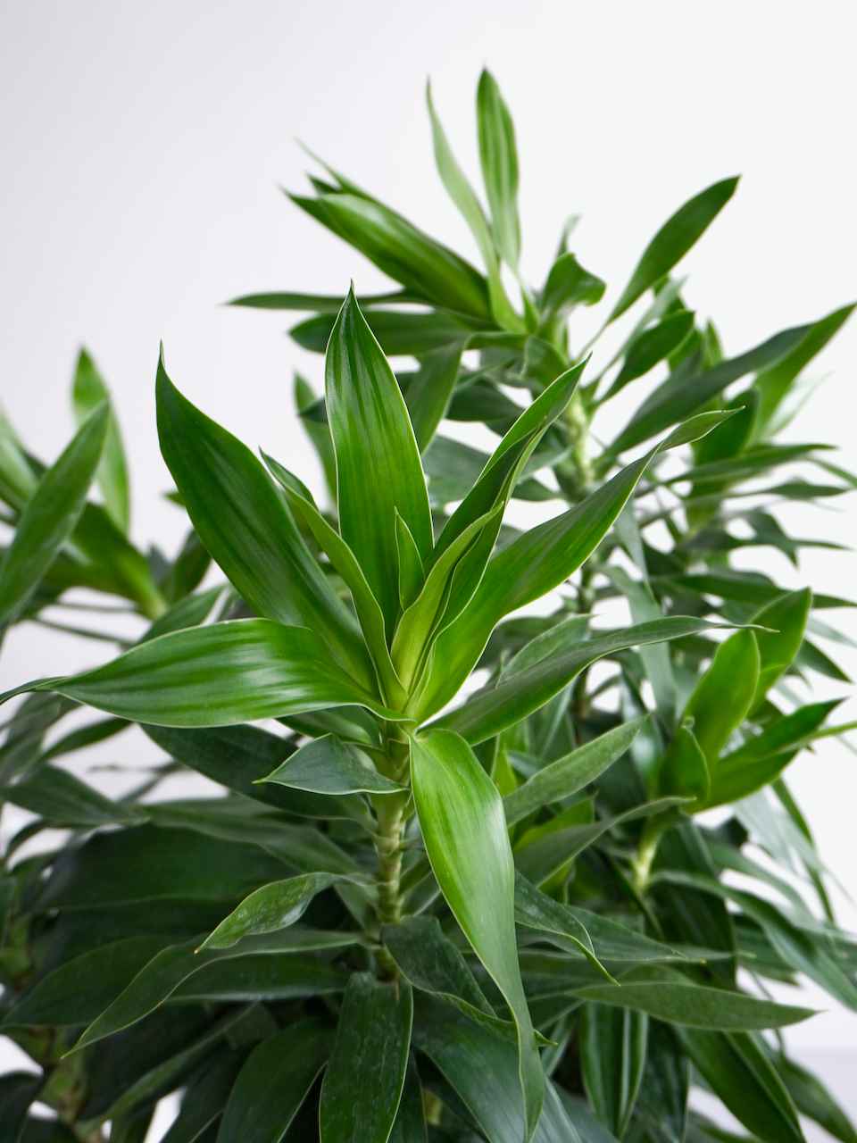 Delphyne the Dracaena Reflexa, XL