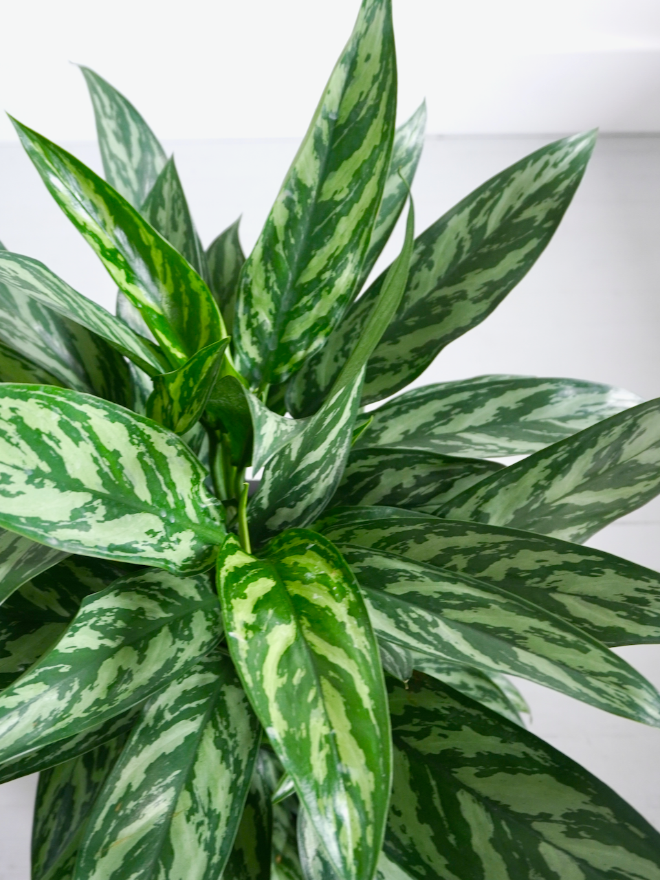 Gloria the Aglaonema 'Tigress', XL