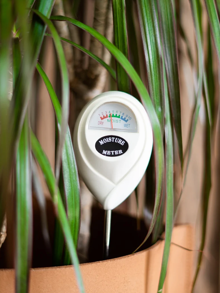 dracaena moisture meter level Plant Moisture Meter | Vancouver Plant Store