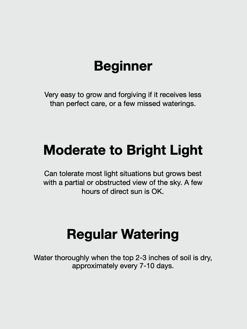 Zilla the Monstera Deliciosa, XL