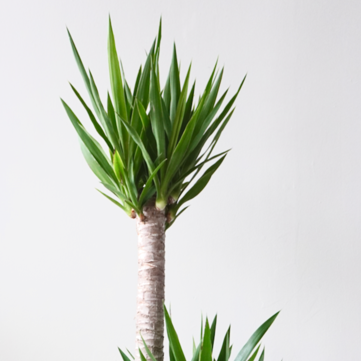 Yucca Cane, Joshua Tree Care Guide | Vancouver Plant Delivery – Frondly