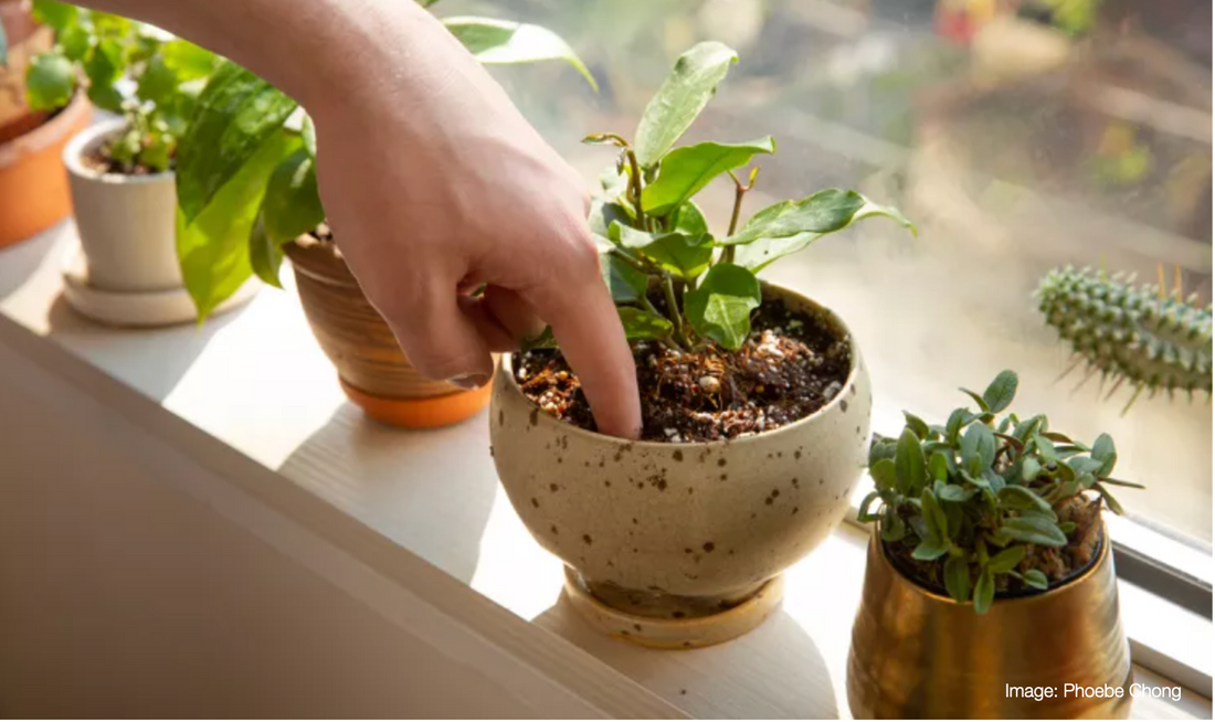 How to Water Indoor Plants