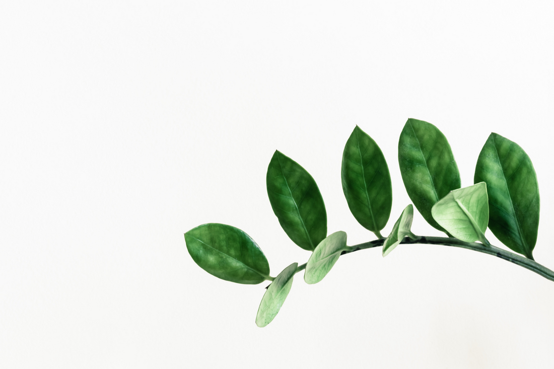 ZZ Plant Care