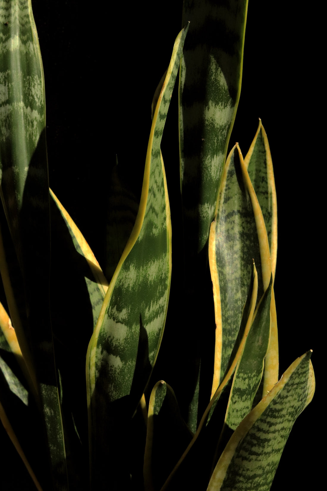 Snake Plant