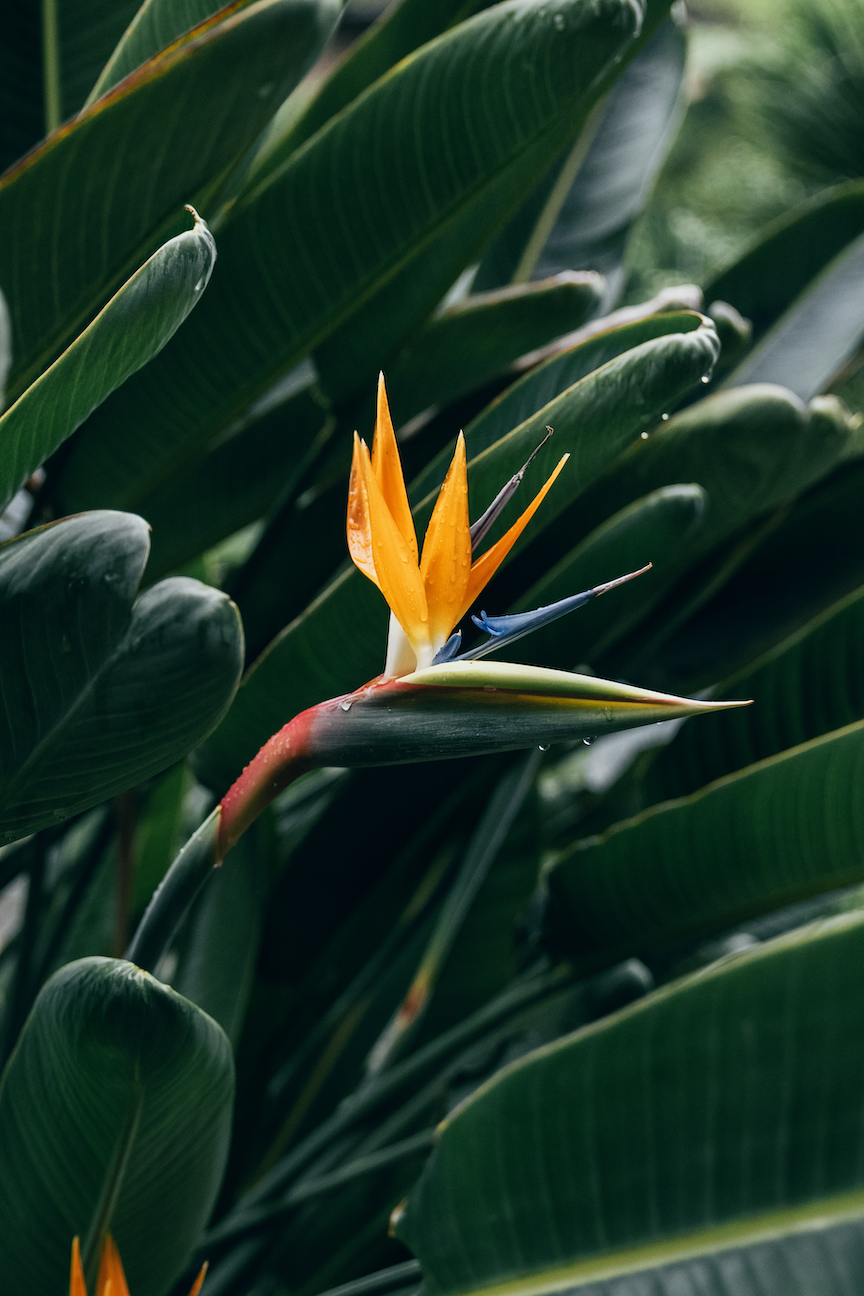 How to care for a Bird of Paradise plant
