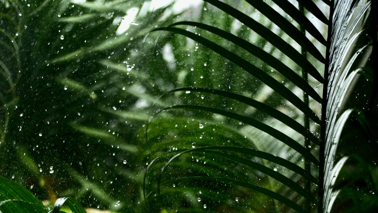 Watering Essentials