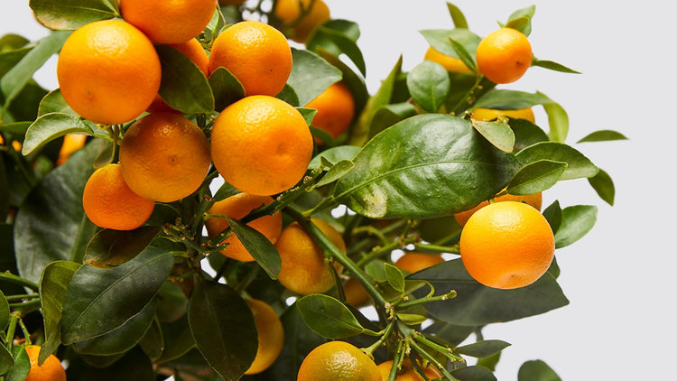 Calamondin Fruit Trees