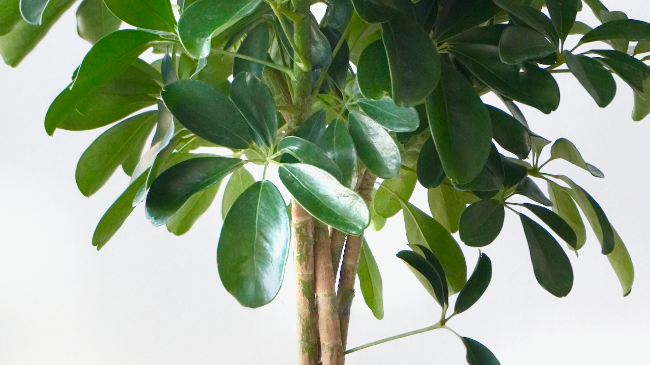 Schefflera Plants