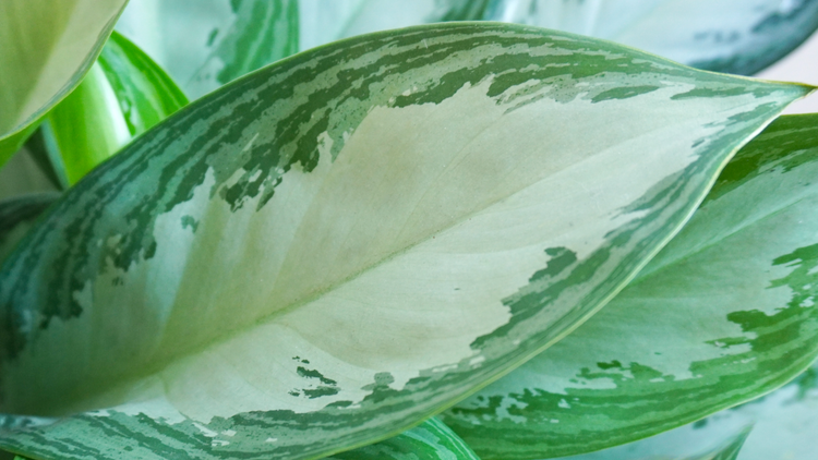 Aglaonema