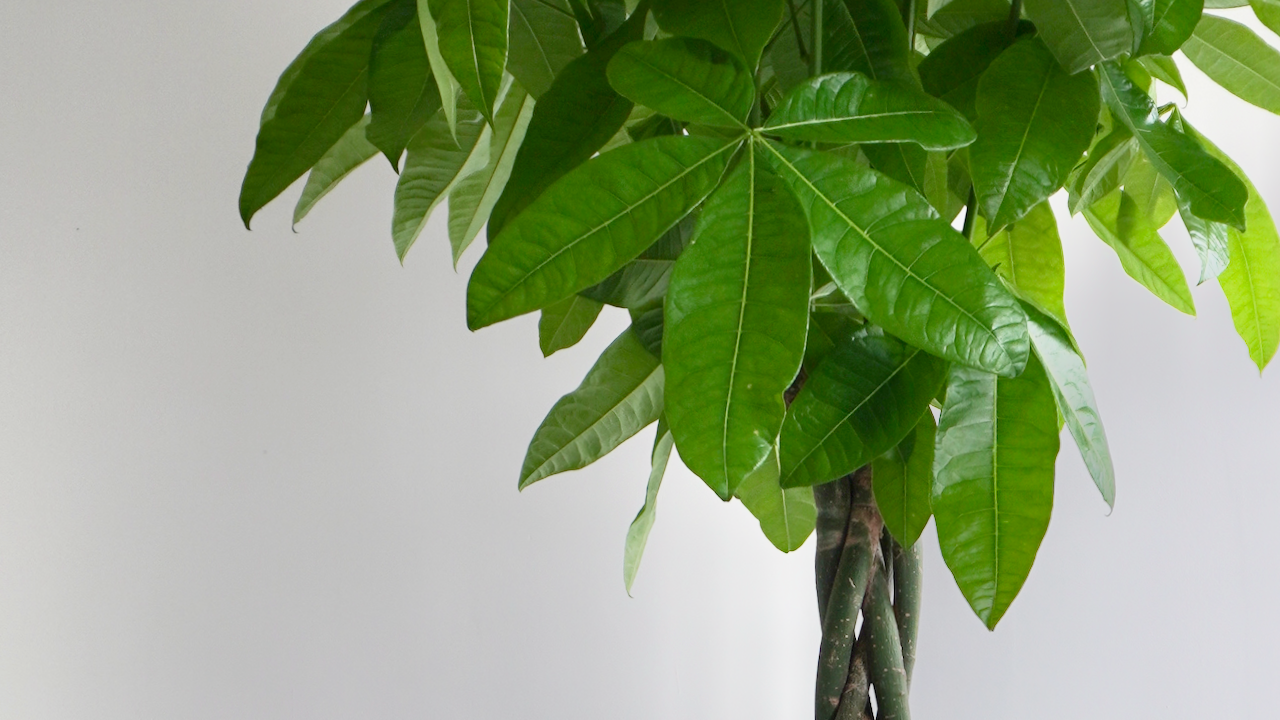 Money Tree Plants, Pachira | Vancouver Plant Store | Frondly Plants