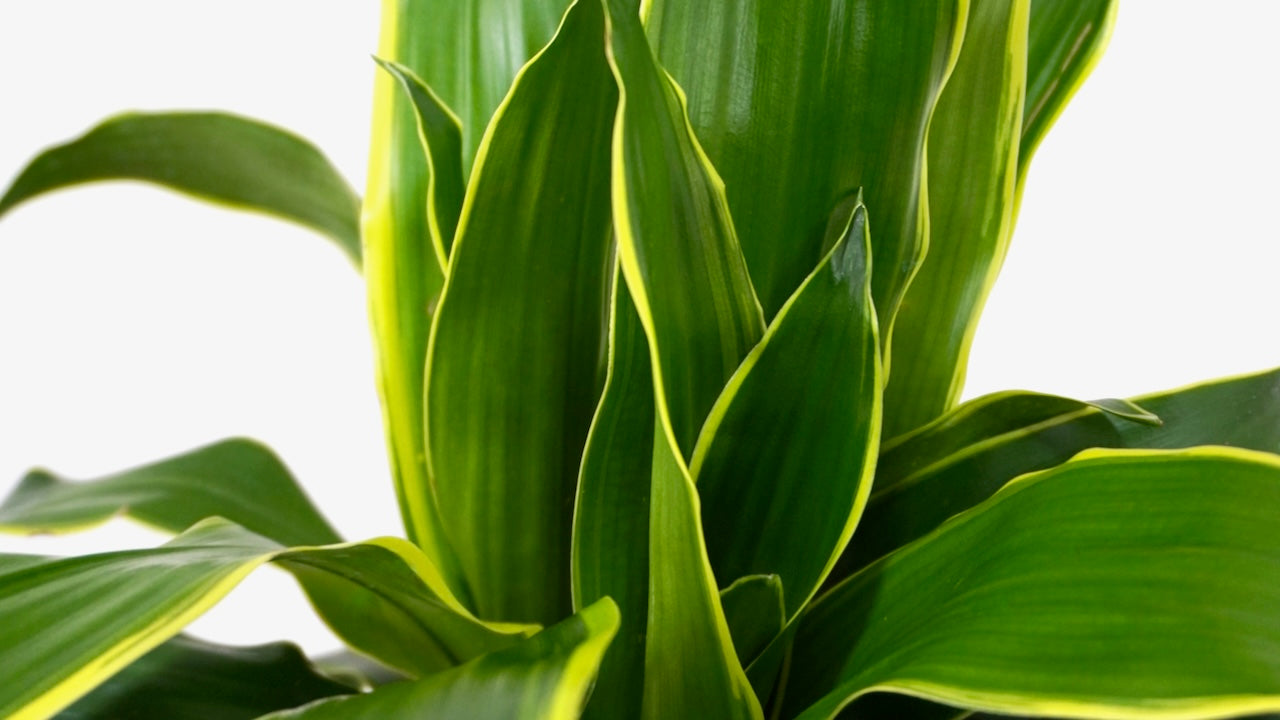 Beginner Plants
