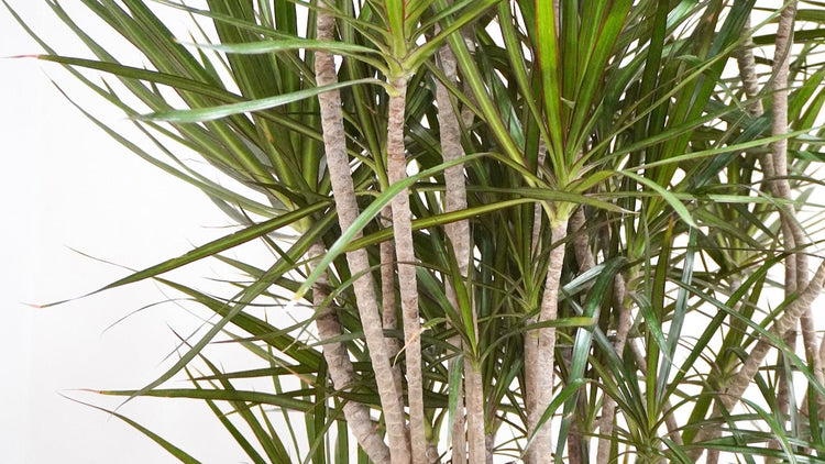 Drought Tolerant Plants
