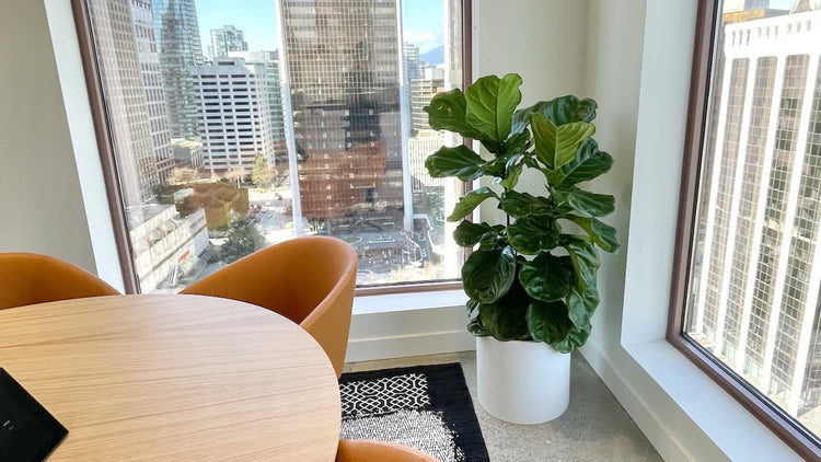 Office Plants