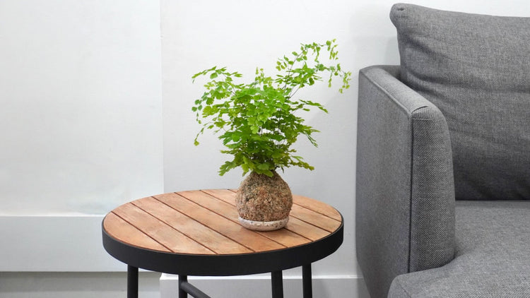 Kokedama