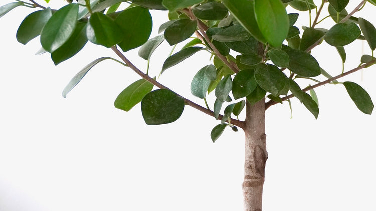 Indoor Trees