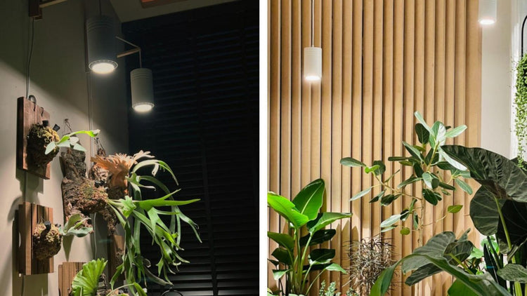 Indoor grow lights hanging above plants.