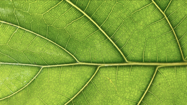 Fiddle Leaf Fig