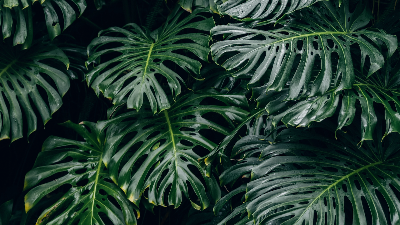 Monstera Deliciosa, Swiss Cheese Plant | Vancouver Plant Delivery ...