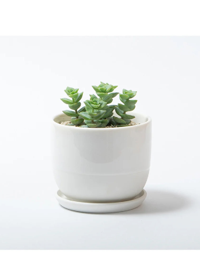 Kinto '193' Ceramic Pot, Small 4" (Multiple Colours)