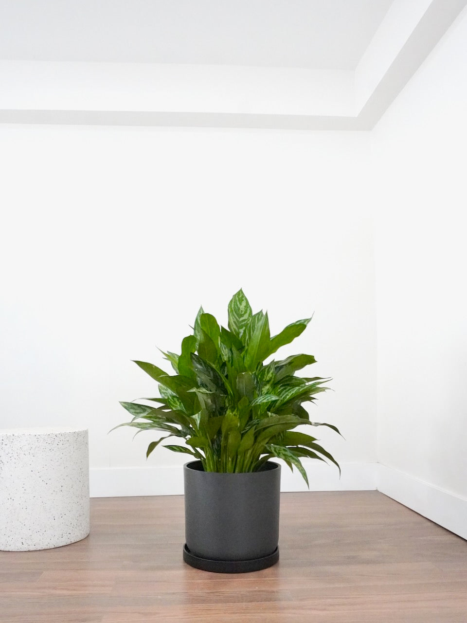 Gloria the Aglaonema 'Tigress', XL