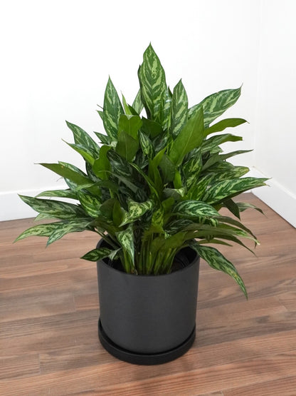 Gloria the Aglaonema 'Tigress', XL