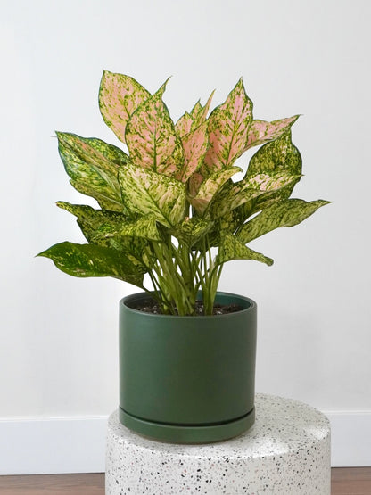 Gloria the Aglaonema 'Rose', Large