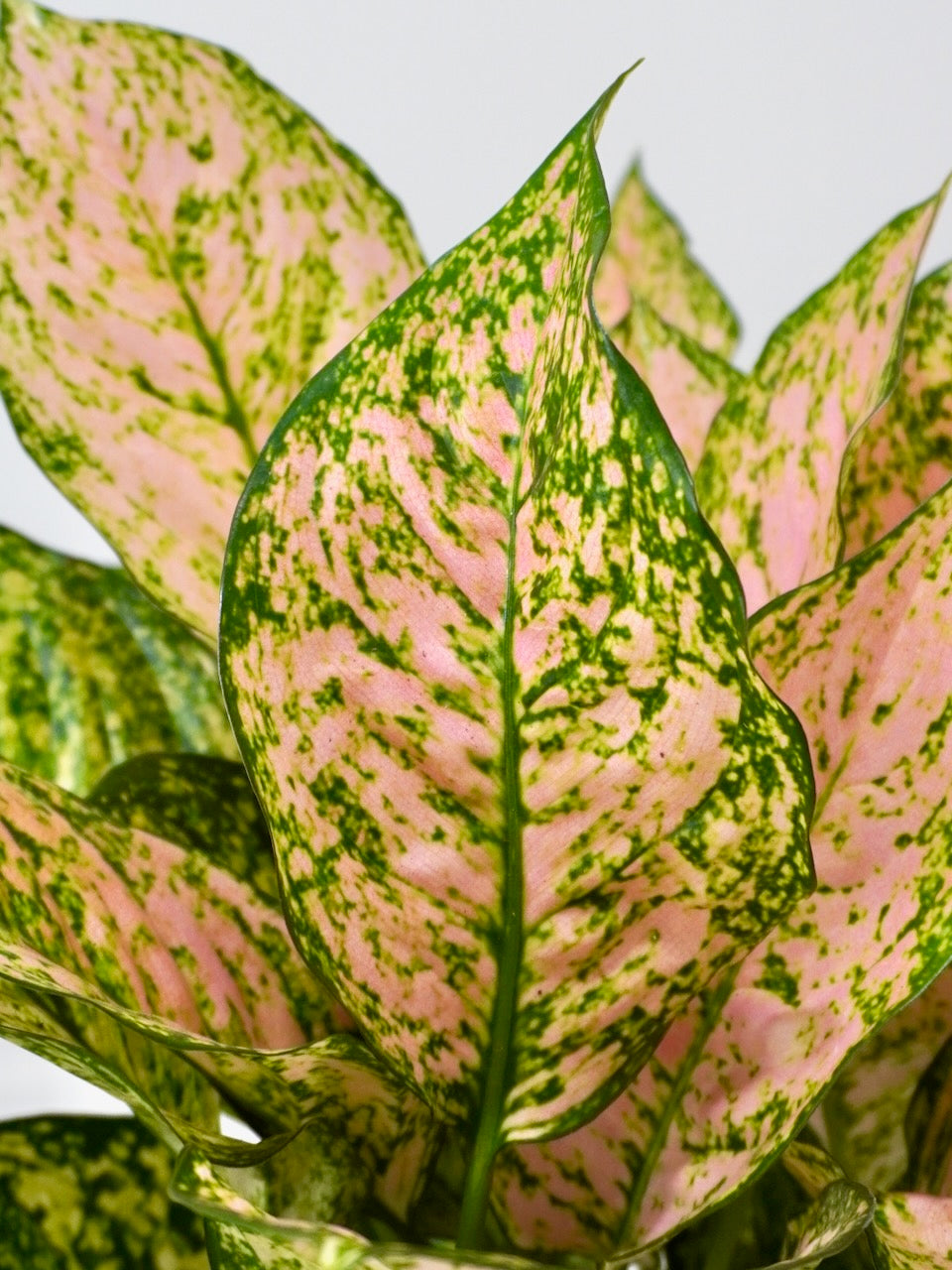 Gloria the Aglaonema 'Rose', Large