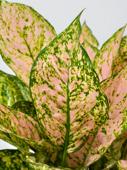 Gloria the Aglaonema 'Rose', Large