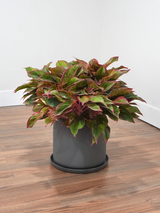 Gloria the Aglaonema 'Siam Aurora', XL