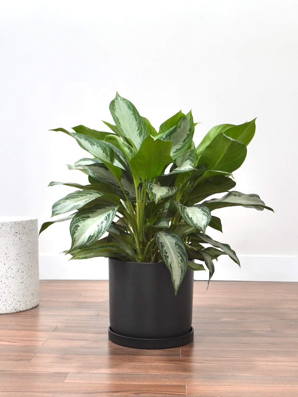 Gloria the Aglaonema 'Silver Bay', XL