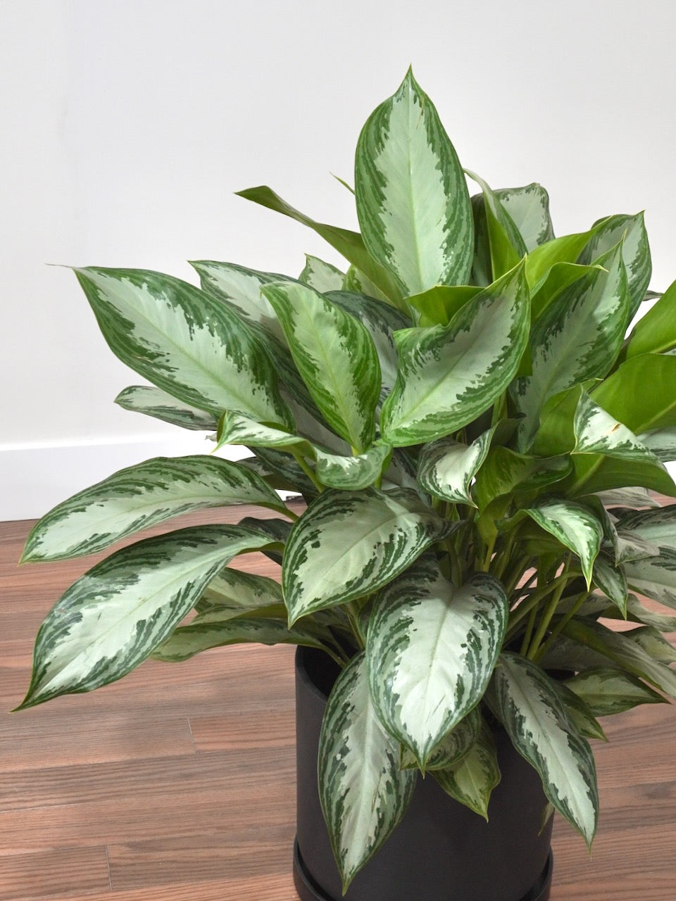 Gloria the Aglaonema 'Silver Bay', XL