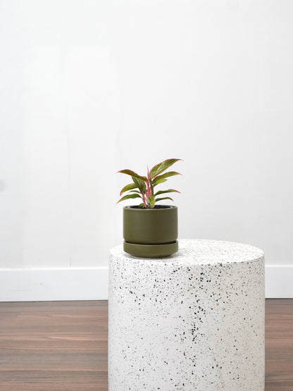 Gloria the Aglaonema 'Siam Aurora', Small