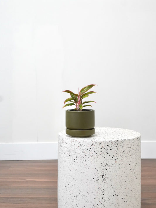 Gloria the Aglaonema 'Siam Aurora', Small