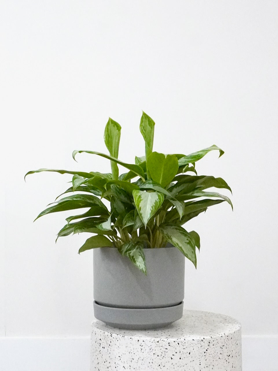 Gloria the Aglaonema 'Silver Bay', Large
