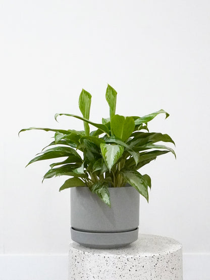 Gloria the Aglaonema 'Silver Bay', Large