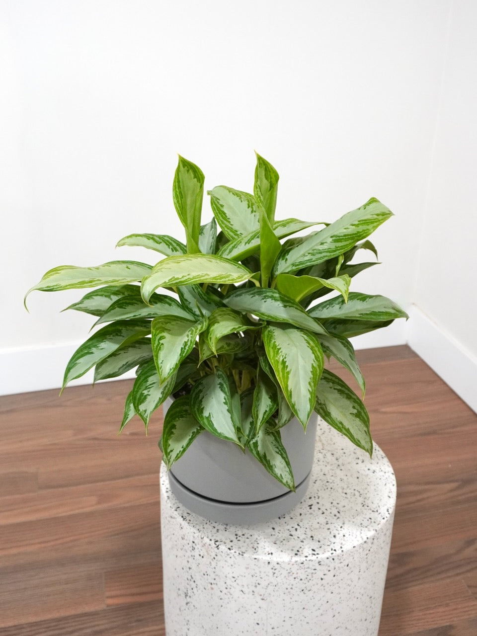 Gloria the Aglaonema 'Silver Bay', Large
