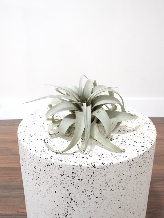 Groot the Air Plant Xerographica