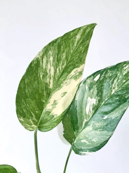 Jab-Jab the Albo Pothos, Small