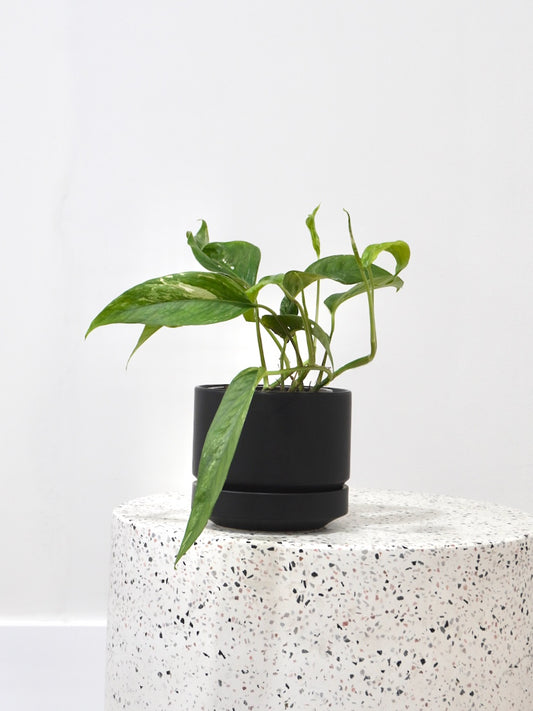 Jab-Jab the Albo Pothos, Small