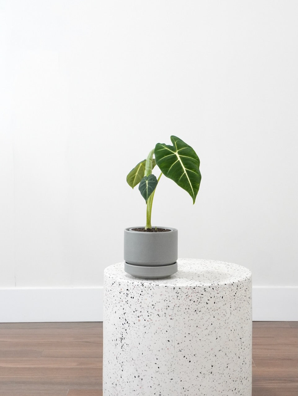 Alocasia Frydek Potted Plant