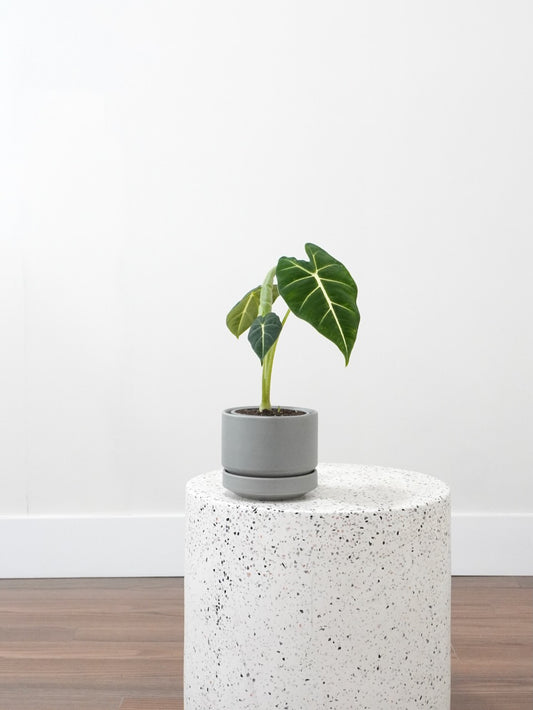 Alocasia Frydek Potted Plant