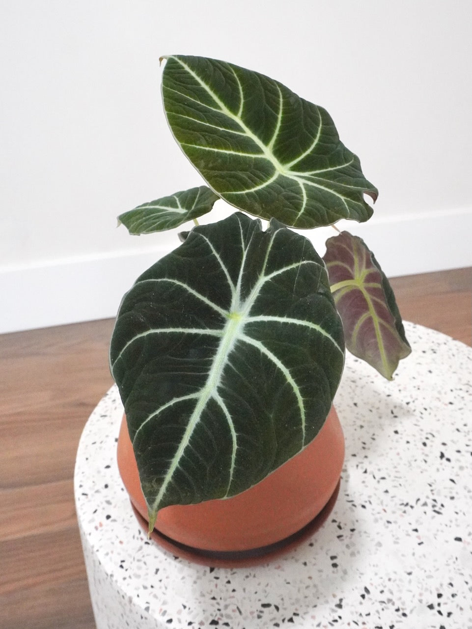 Alocasia Black Velvet, Small