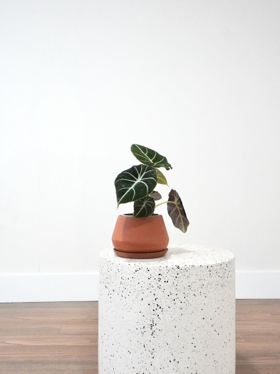 Alocasia Black Velvet, Small