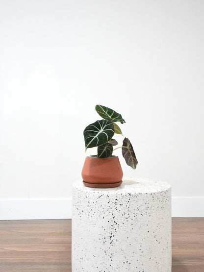 Alocasia Black Velvet, Small