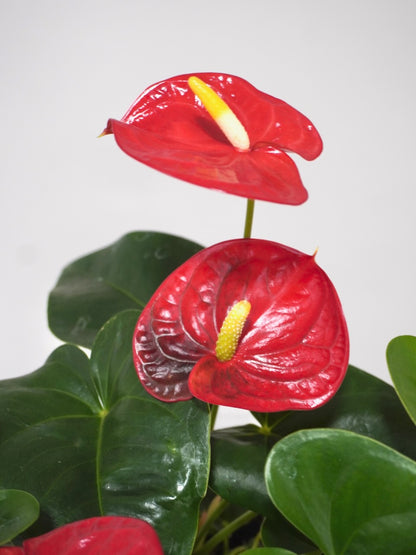 Nell the Red Anthurium, Medium