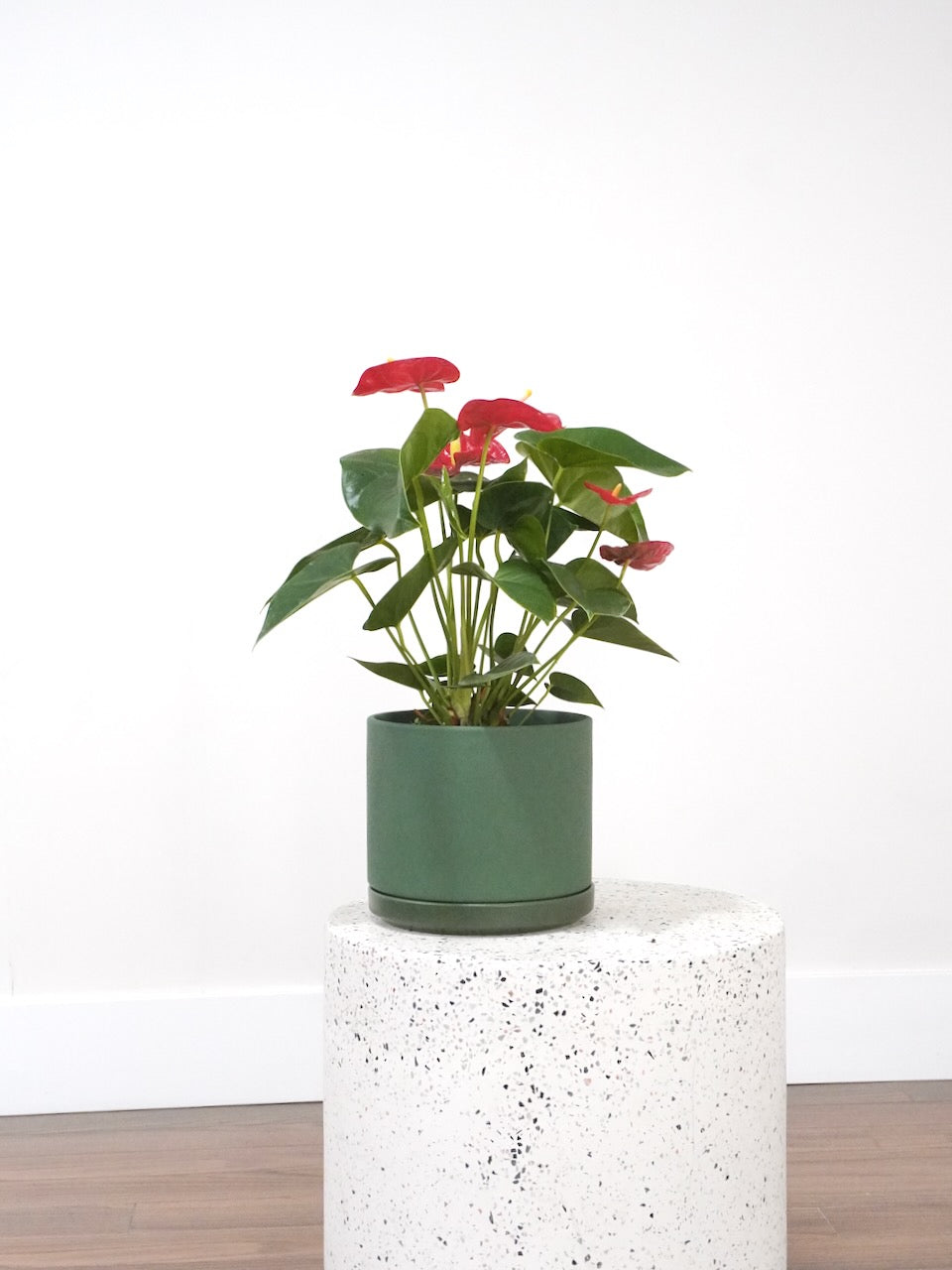 Nell the Red Anthurium, Medium