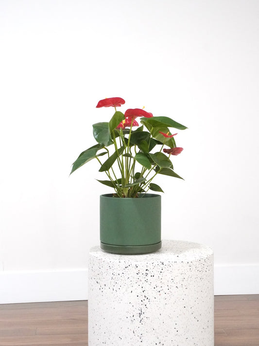 Nell the Red Anthurium, Medium